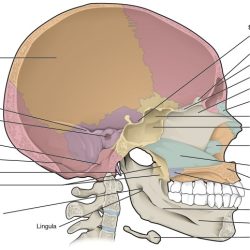 Brain sagittal section human mid through midsagittal labeled diagram drawing anatomy saggital gehirn parts body deviantart gemerkt von google das