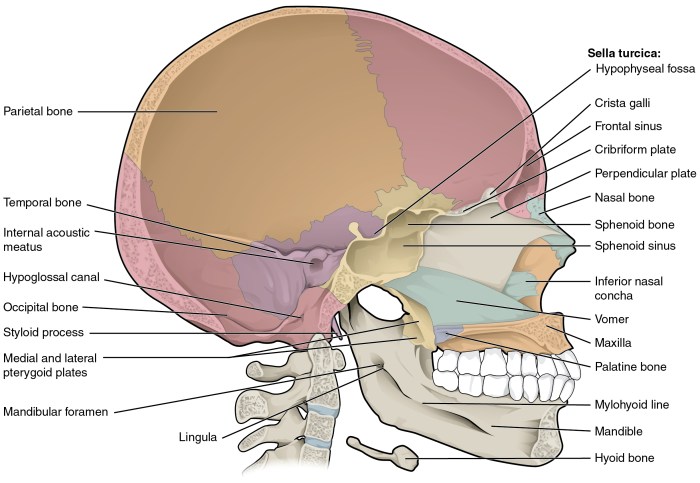 Brain sagittal section human mid through midsagittal labeled diagram drawing anatomy saggital gehirn parts body deviantart gemerkt von google das