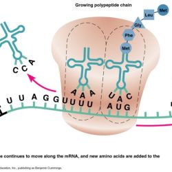 Translation transcription worksheet dna coloring labels key replication sweet short rna answer appropriate boxes put worksheeto biologycorner