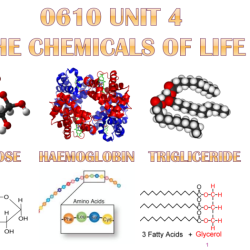 Biomolecules on the menu answers