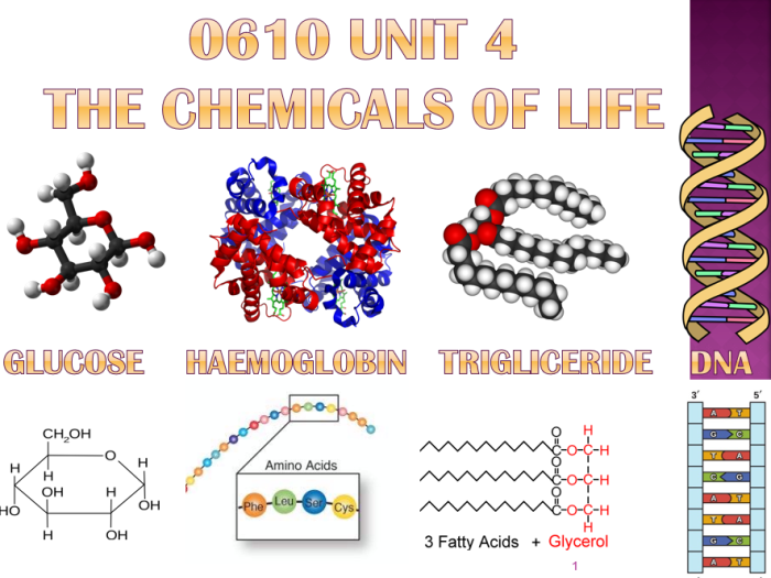 Biomolecules on the menu answers