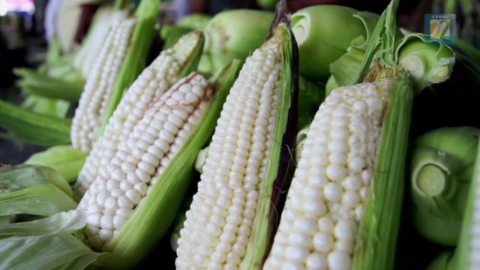 Elotes elote beneficios algunos consejos suaves queden lograr occidentales maize