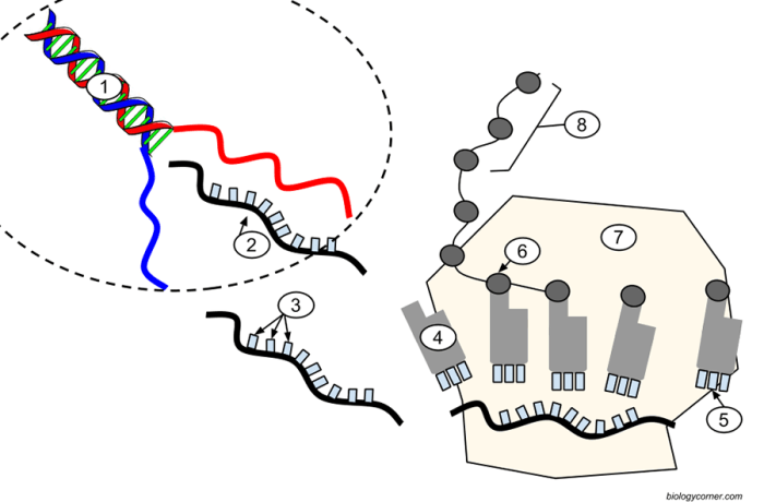 Biology corner transcription and translation