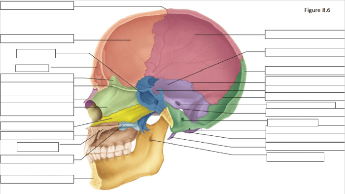 Midsagittal section of the skull