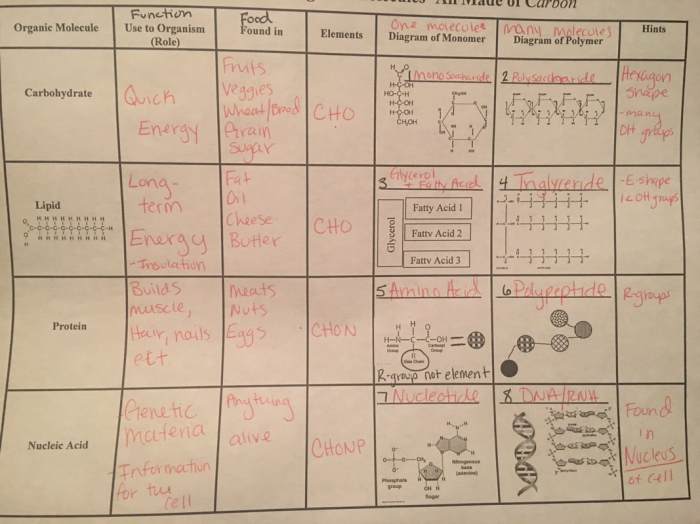 Biomolecules on the menu answers