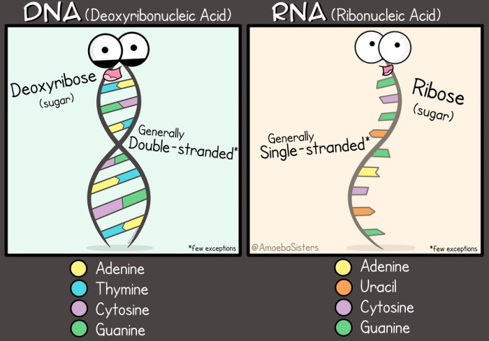 Amoeba sisters video recap: dna replication