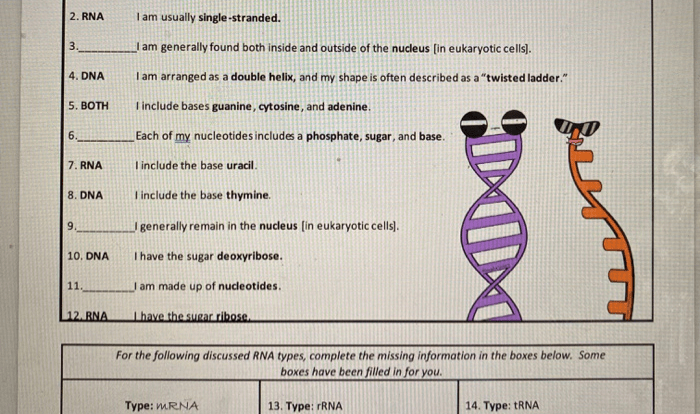 Amoeba sisters video recap: dna replication