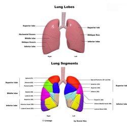 Ks3 structure lung docx ks4 alveoli bronchioles