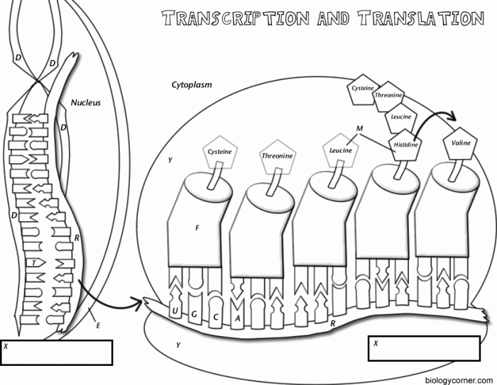 Biology corner transcription and translation