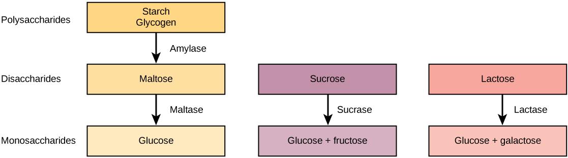 Match each enzyme to its action in carbohydrate digestion