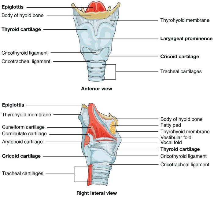 Correctly label the features of the larynx.