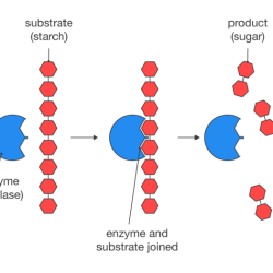 Match each enzyme to its action in carbohydrate digestion