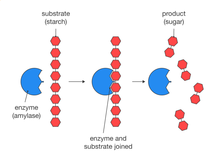 Match each enzyme to its action in carbohydrate digestion