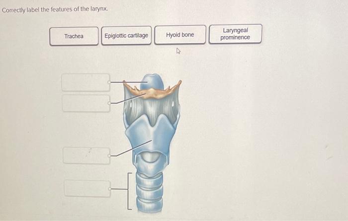 Correctly label the features of the larynx.