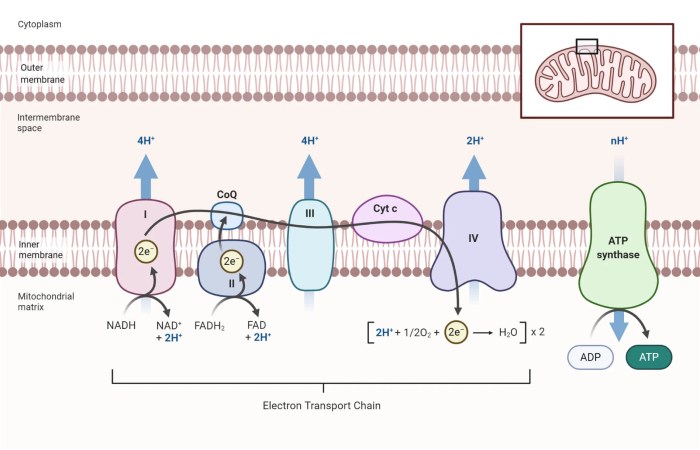 Select the true statements about the electron transport chain