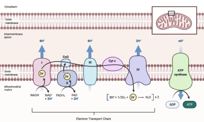 Electron mitochondrial atp complexes components protein membrane cristae representation consists summary faqs researchtweet