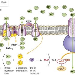 Select the true statements about the electron transport chain