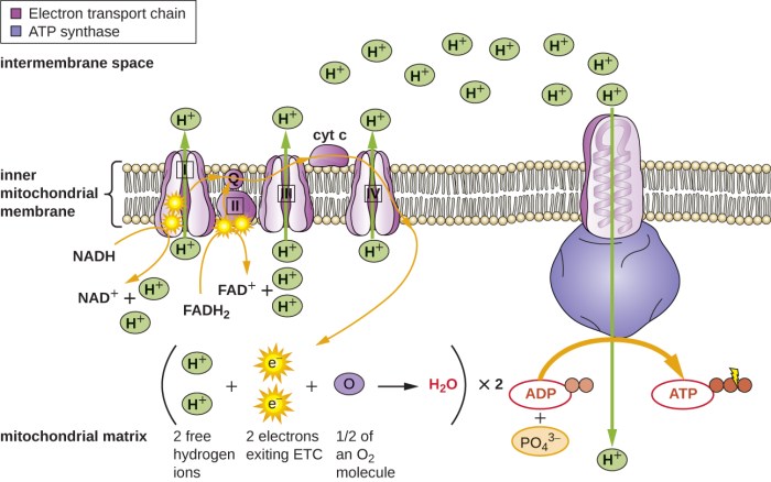 Select the true statements about the electron transport chain