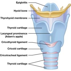 Label features larynx correctly hyoid bone quiz solved chegg epiglottic prominence laryngeal transcribed text show trachea 5ot cartilage prey