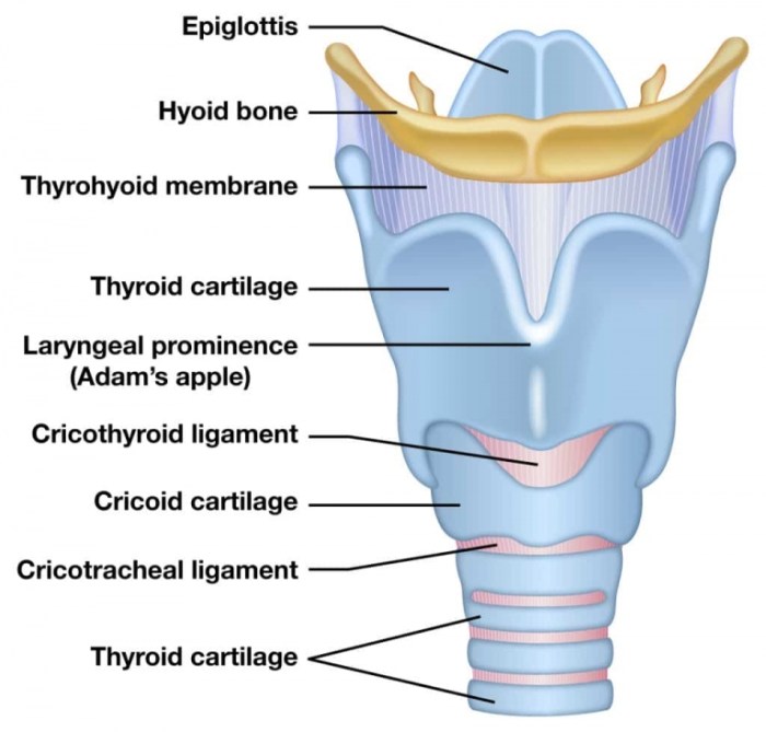 Label features larynx correctly hyoid bone quiz solved chegg epiglottic prominence laryngeal transcribed text show trachea 5ot cartilage prey