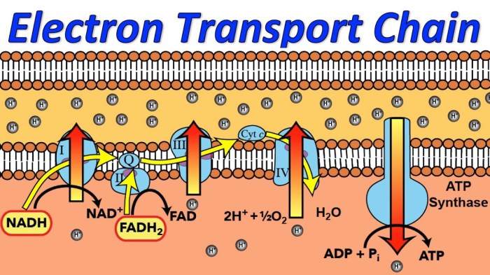 Electron transport chain mitochondrial membrane complex inner ii biology electrons complexes space intermembrane nadh cytochrome protons oxygen nad iii illustration